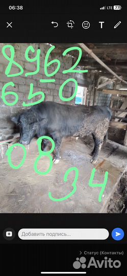 Бык на племя