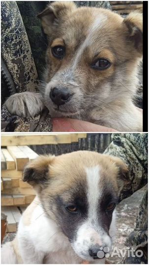 Собака в добрые руки щенок