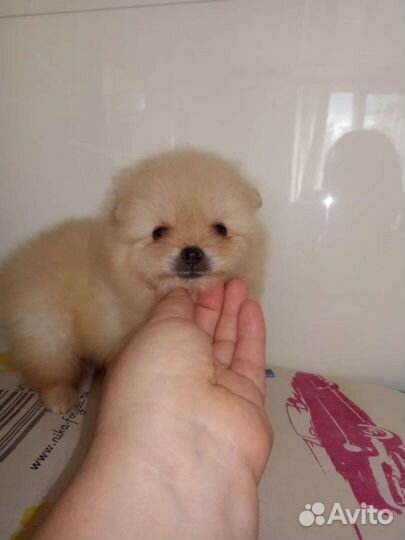 Померанский шпиц мишки мини и стандарт разных окра