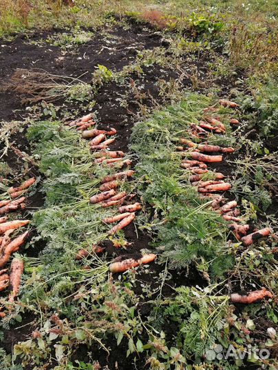 Семена моркови