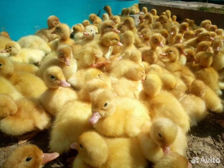 Чери велли. Стар 53. ск 6