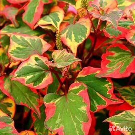 Хаутюнья сердцевидная вариегатная