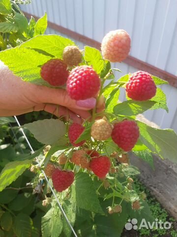 Ремонтантная малина