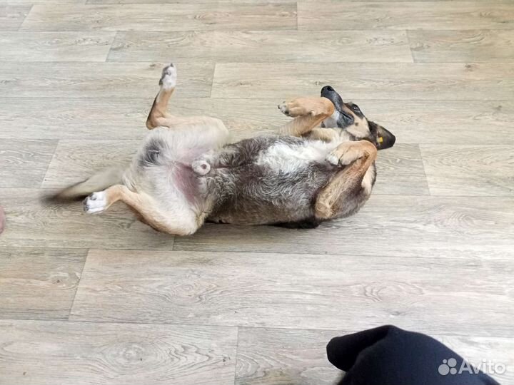 Без породный
