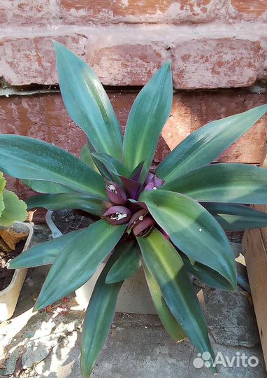 Комнатные растения