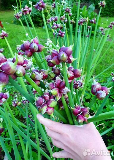 Лук многоярусный (шагающий)