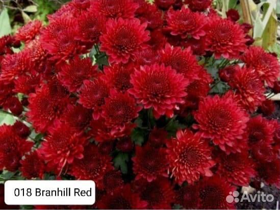 Хризантема мультифлора