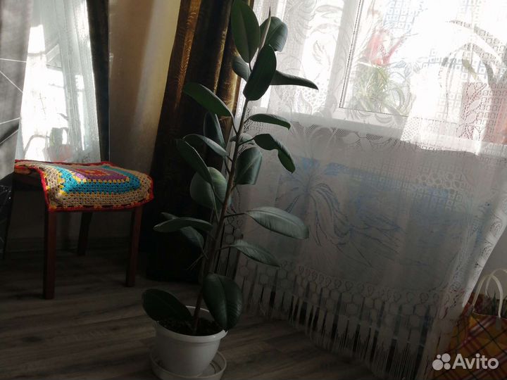 Фикус