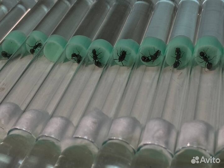 Матка жнецов оптом / Messor structor