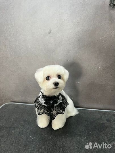 Стрижка собак