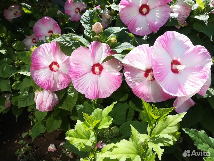 Растения для дачи