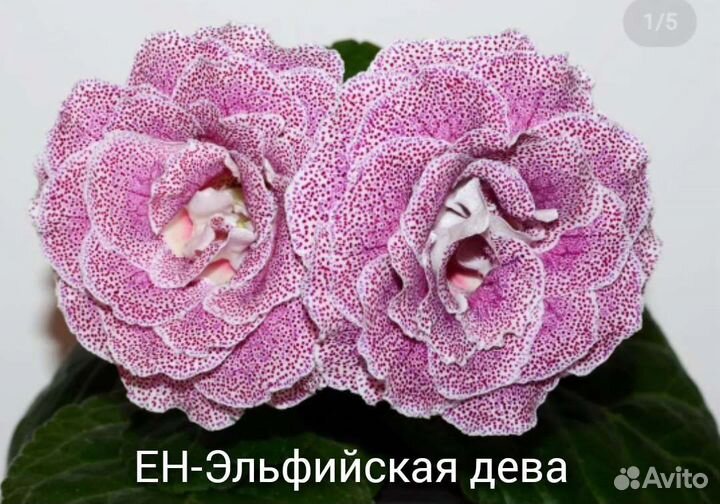 Глоксинии сортовые махровые-ен