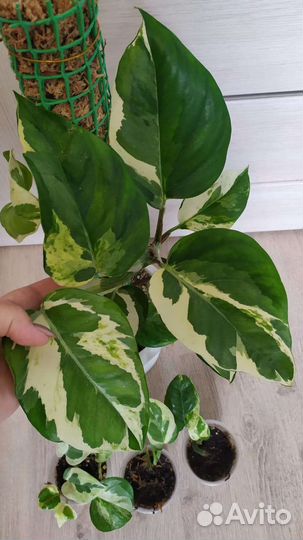 Эпипремнум