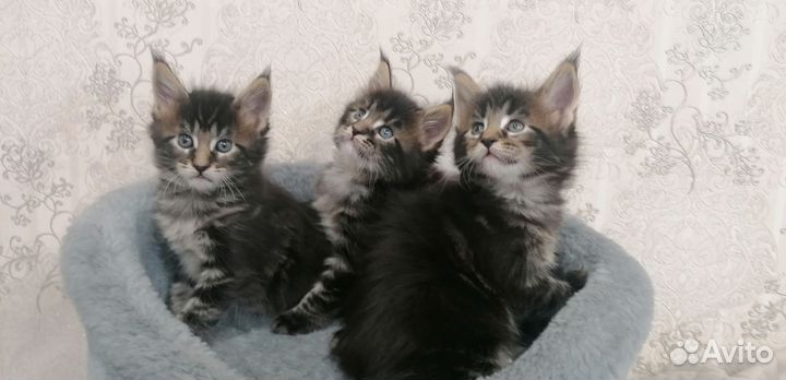 Чистокровные котята Мейн-кунята:)