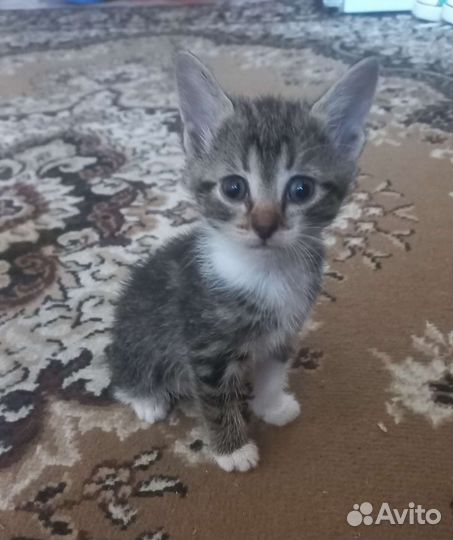 Котята в добрые руки девочки очень красивые