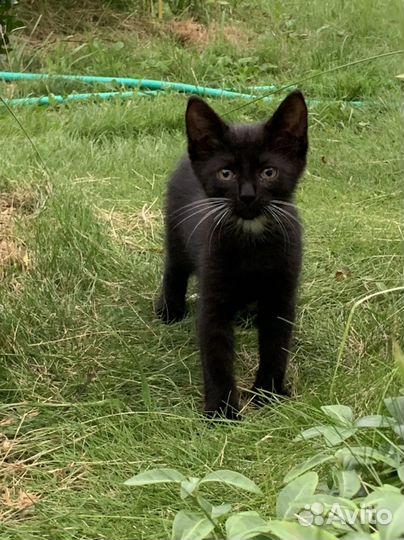 Юный джентельмен ищет дом