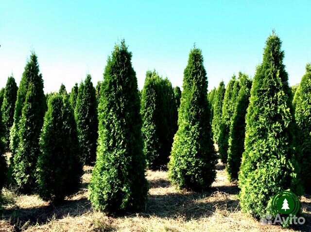Туя крупномер. Из питомника