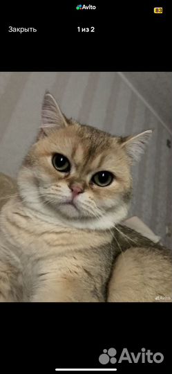 Британский кот на вязку