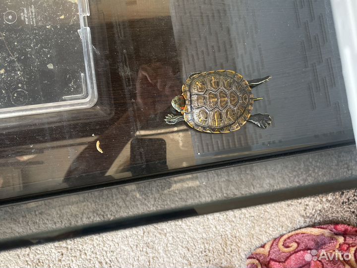 Животные в дар