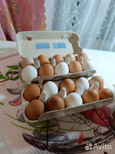 Домашние куриные яйца