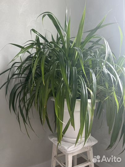 Пальма панданус