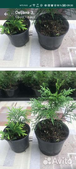 Туя смарагд