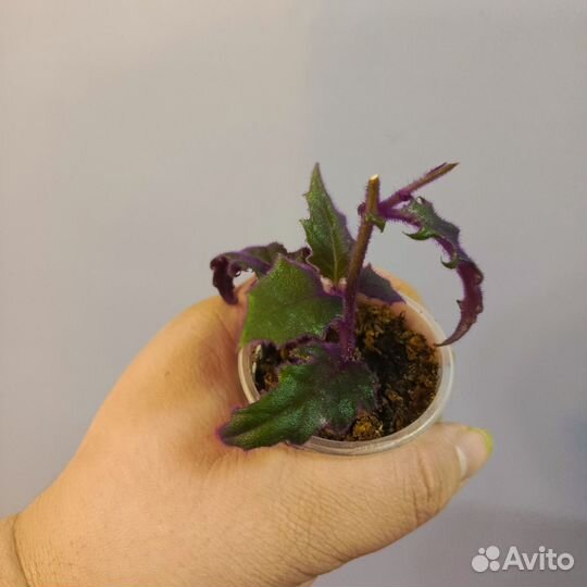 Гинура укорененный черенок