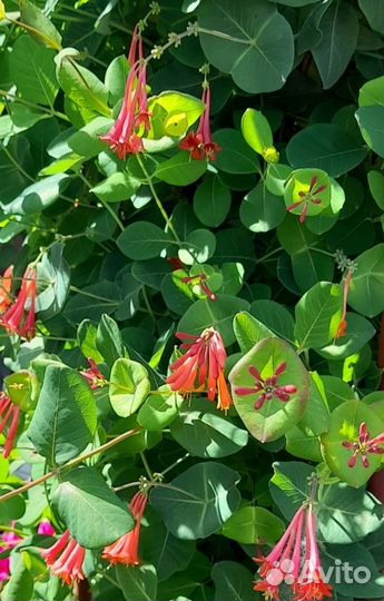 Неприхотливые растения для Вашего сада