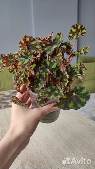 Тигровая бегония