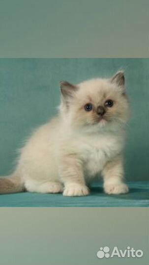 Котик. Рэгдолл