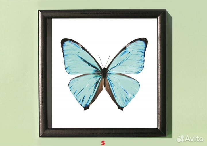 Сувенир. Бабочка в рамке. Смотрите описание