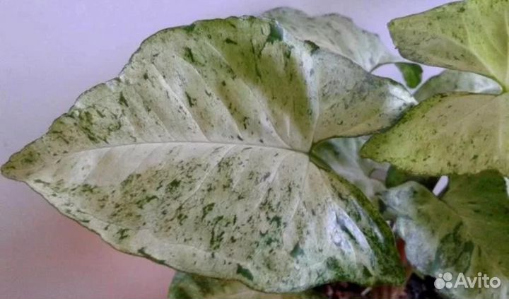 Комнатные растения цветы Сингониум