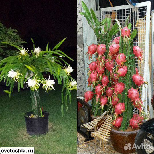 Питахайя, питайя, драконий фрукт