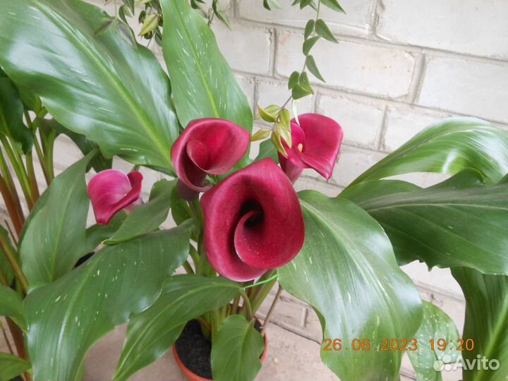 Многолетние цветы