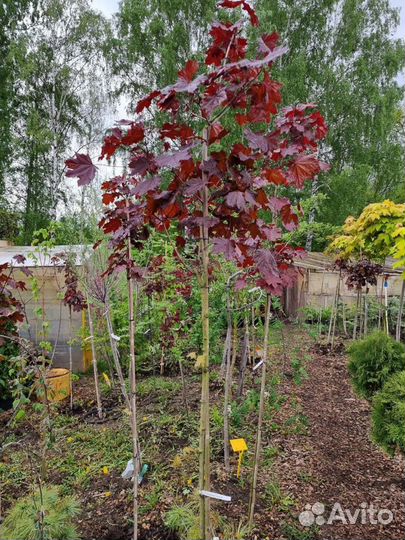 Клены декоративные