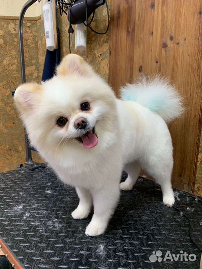 Груминг модель