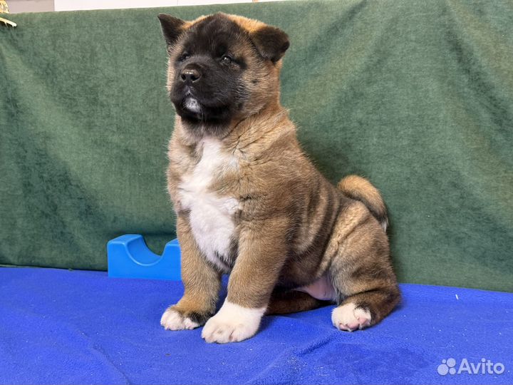 Американская акита