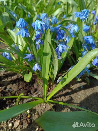 Многолетники садовые