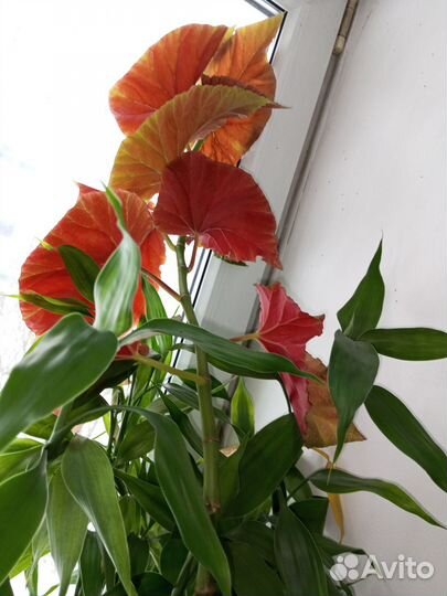 Продам цветы комнатные
