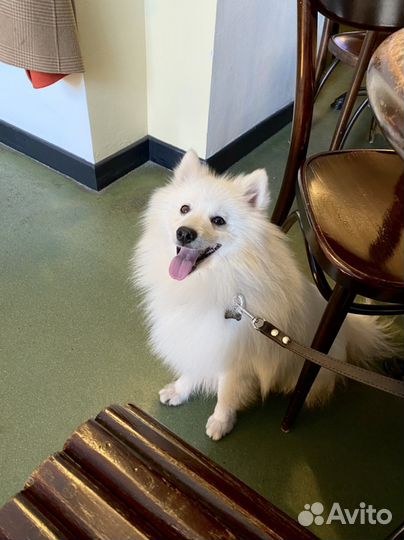 Вязка собак шпиц japan