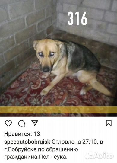 Взрослая девочка ищет дом (из усыпалки)