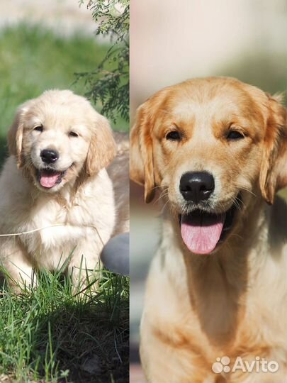 Ретривер.щенки