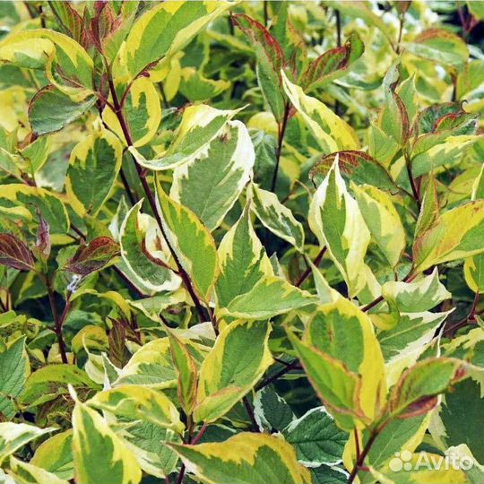 Ива Нана, Сахалинская, Дерен