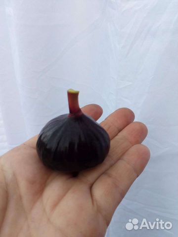 Декоративные кустарники, гейхеры