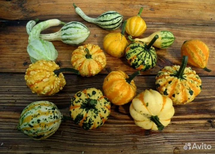 Тыква Гигант