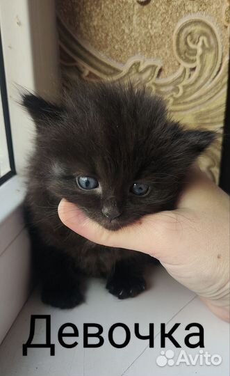 Котята вислоухие и не очень