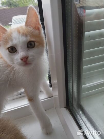 Котенок в добрые руки