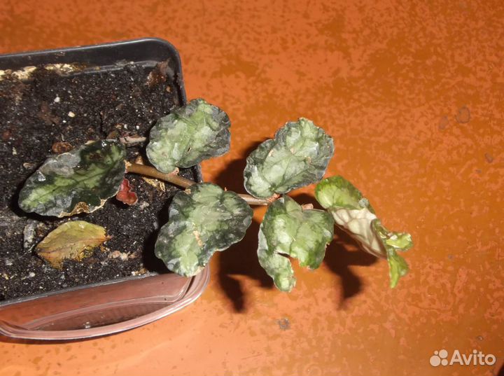 Комнатные пестролистные