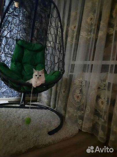 Кот для вязки. Британская Серебристая Шиншила