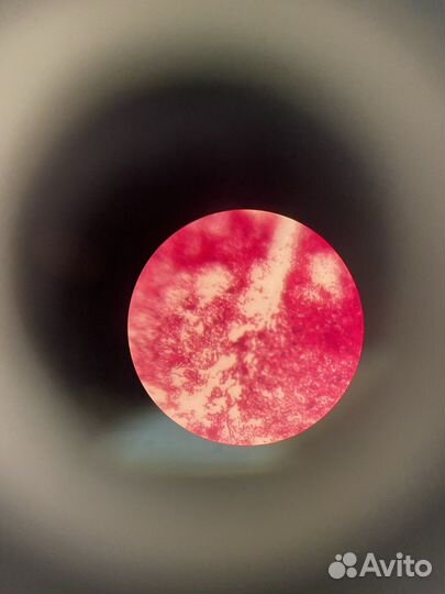 Репетитор по фармакологии и микробиологии